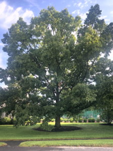 Sawtooth Oak