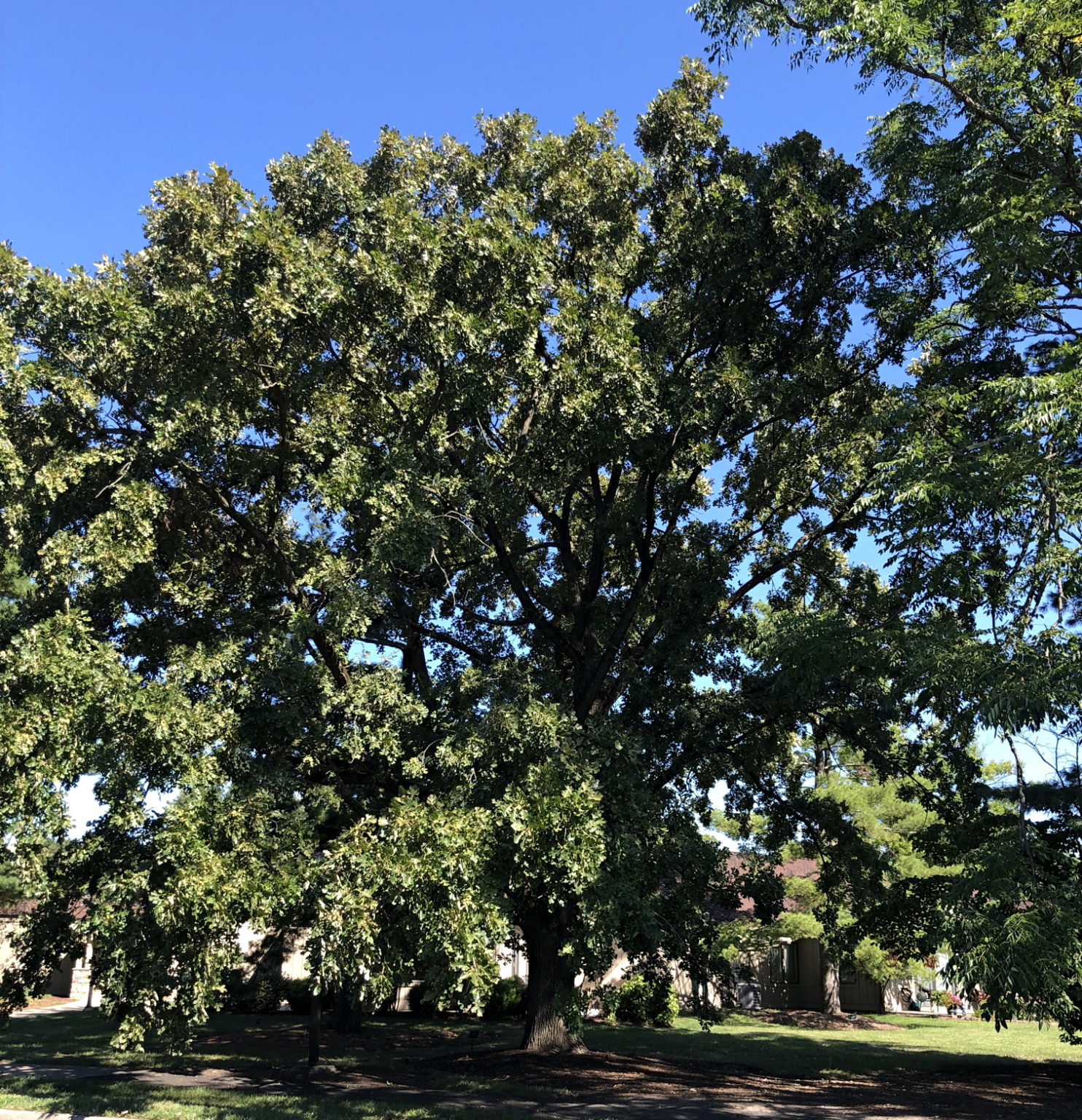 Bur Oak tree