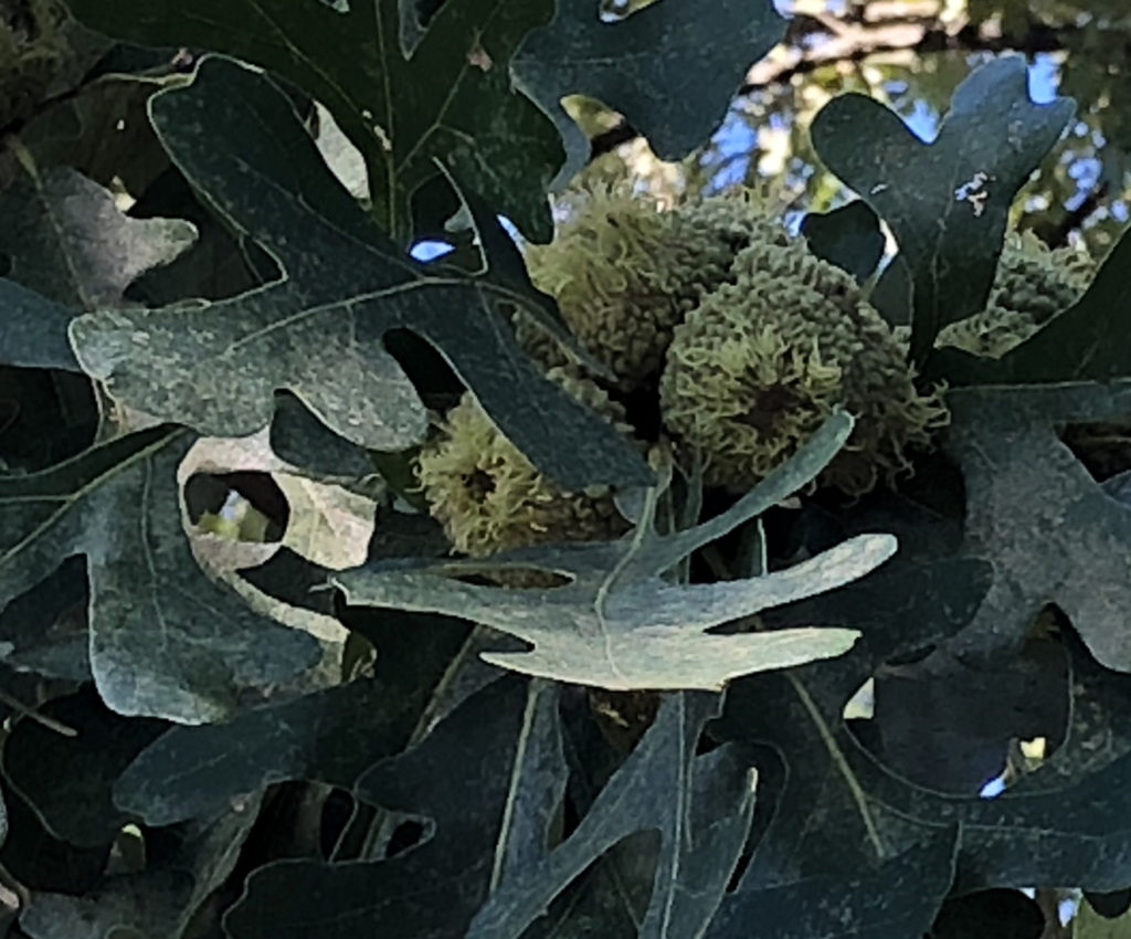 Bur Oak young acorns