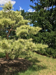Dragon's Eye Pine