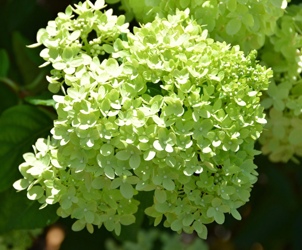 Limelight Hydrangea