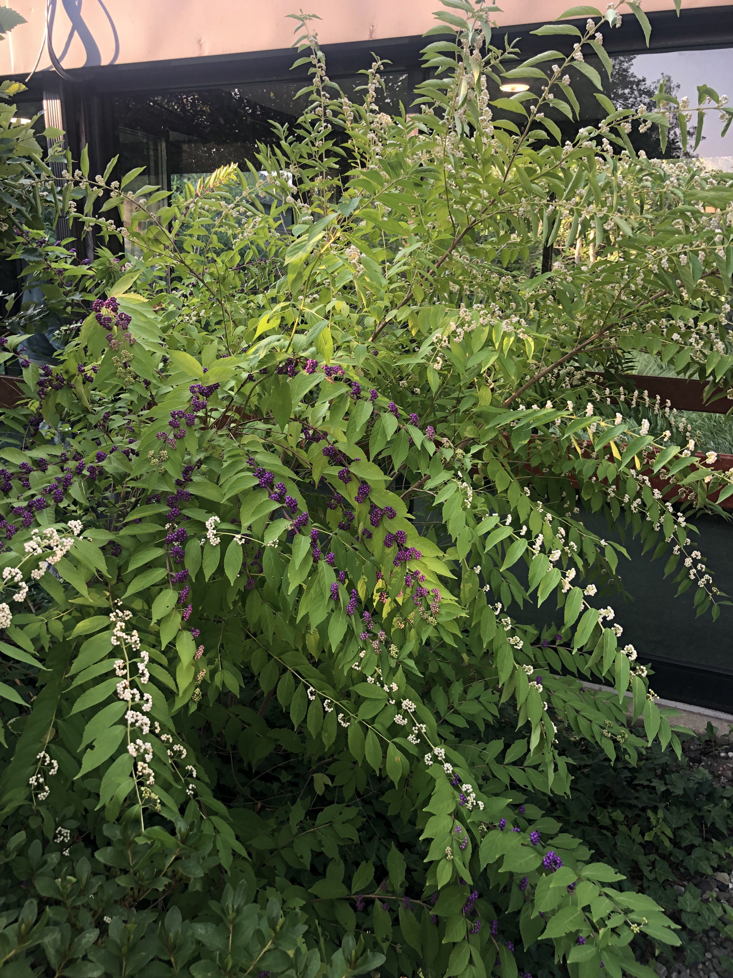 Callicarpa dichotoma