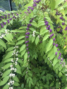 Callicarpa dichotoma