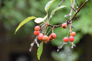 Crabapple fruit