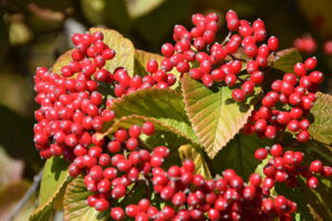 Linden Viburnum