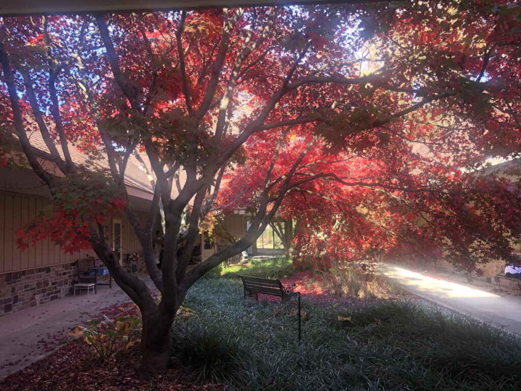 Japanese Maple