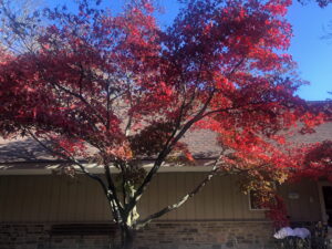 Japanese Maple