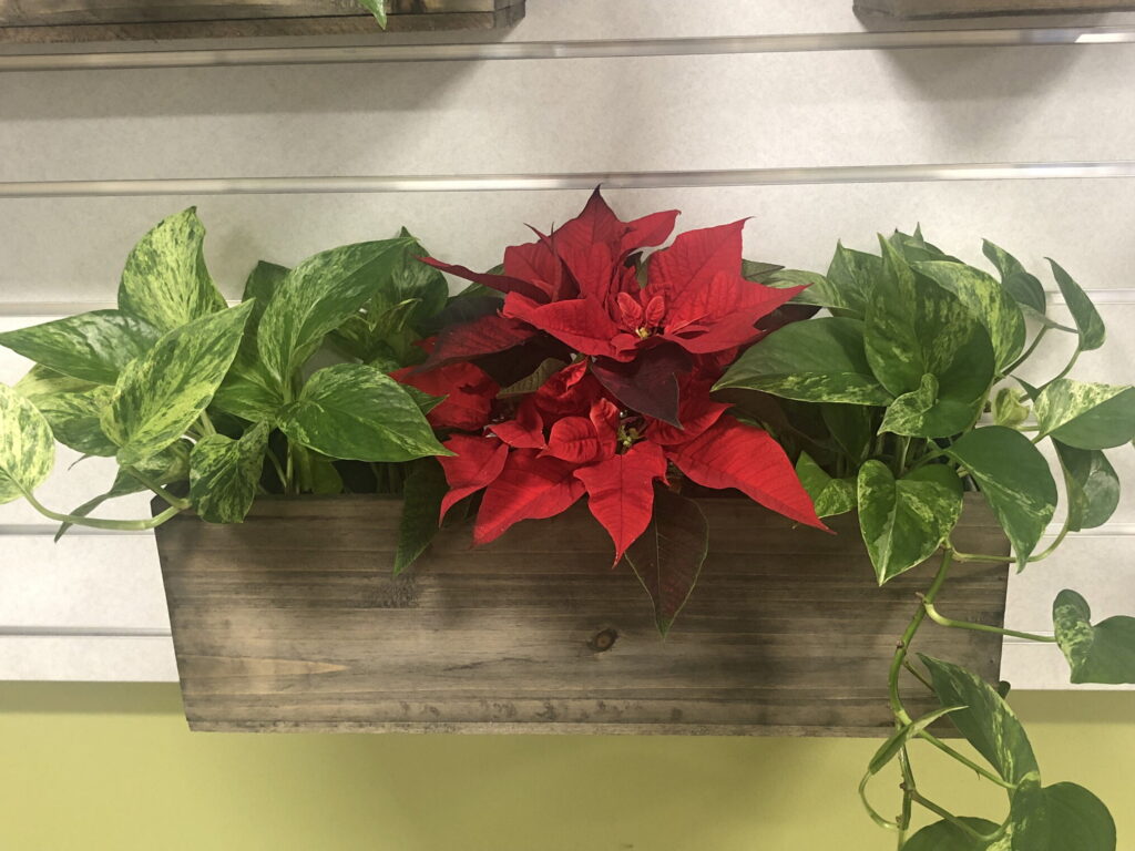 poinsettia