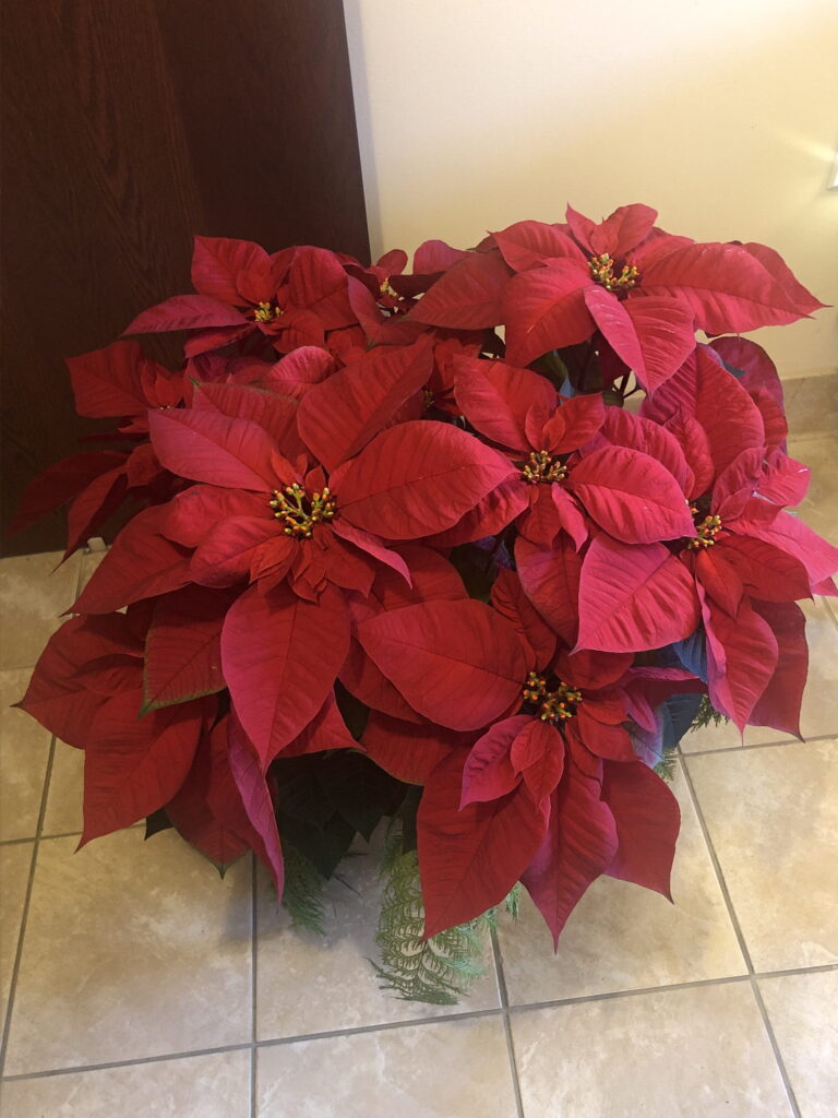 poinsettia