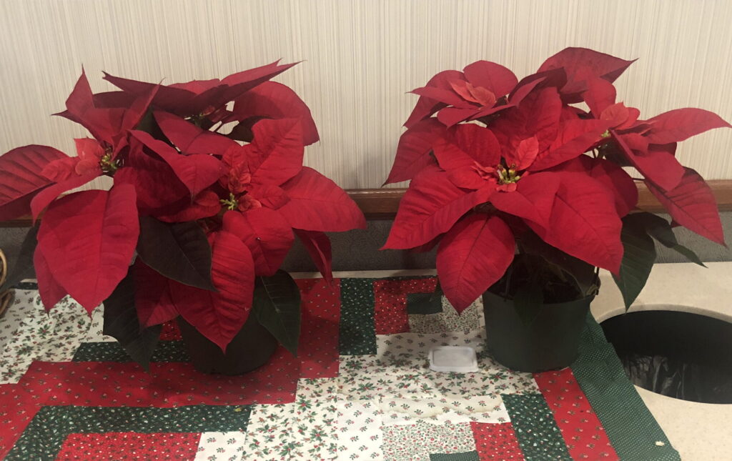 poinsettia