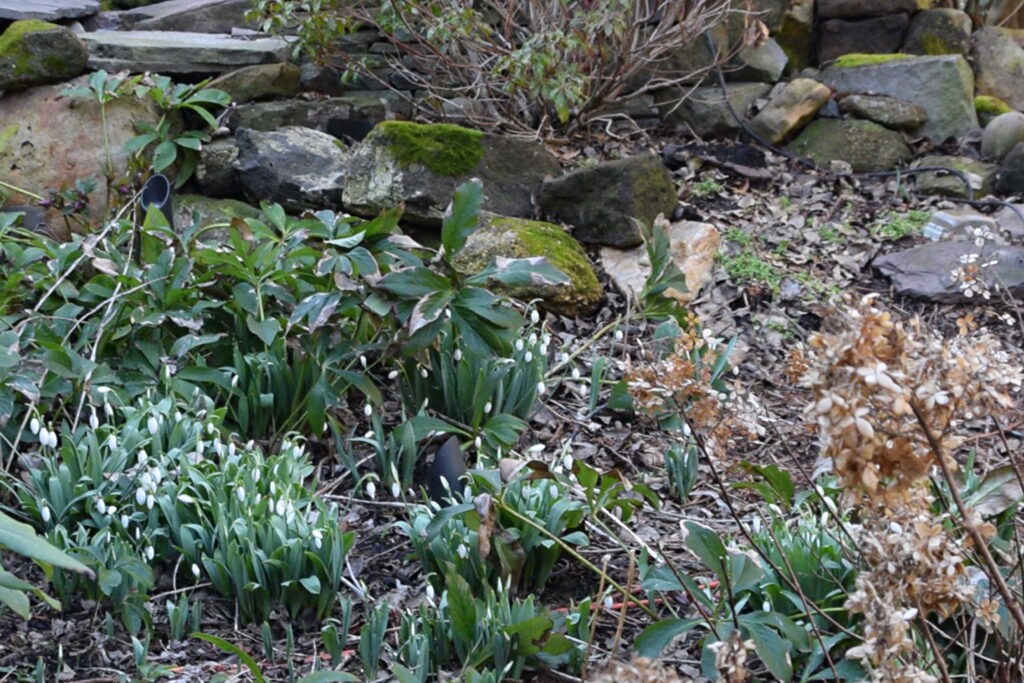 Snowdrops