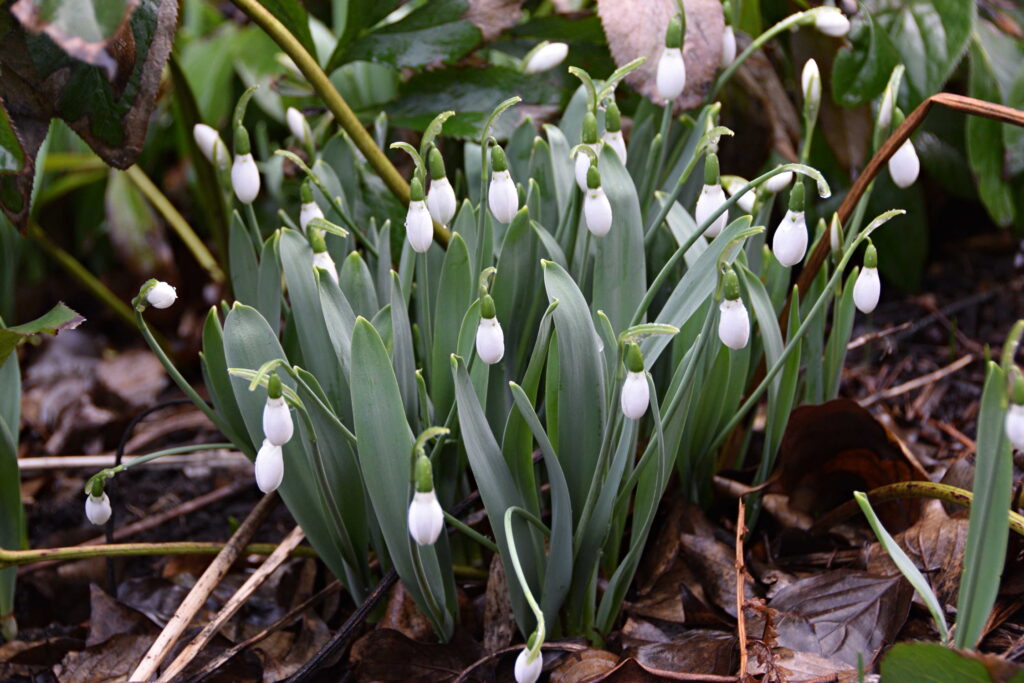 Snowdrops