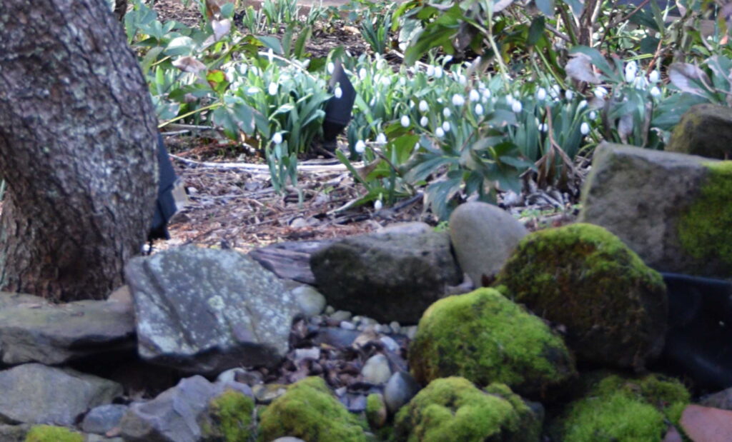 Snowdrops