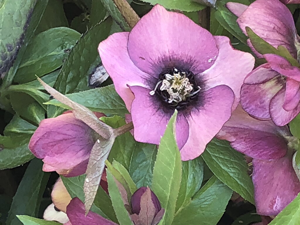 Hellebore