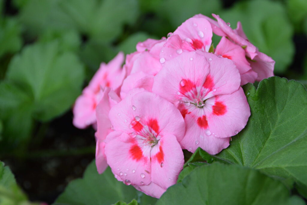 Forrest Greenhouse flowers