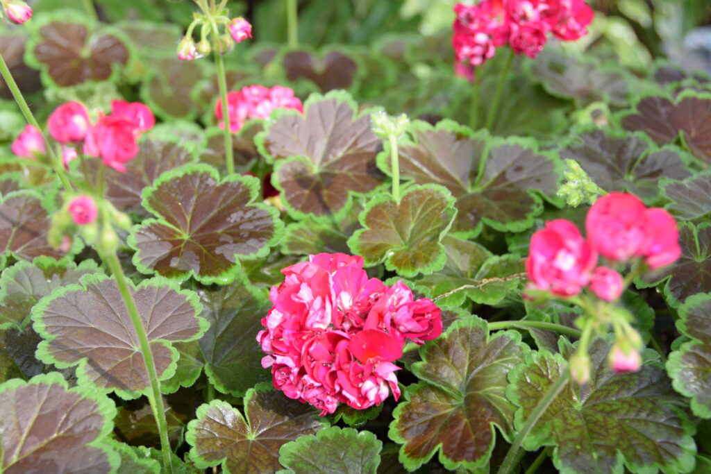 Forrest Greenhouse flowers