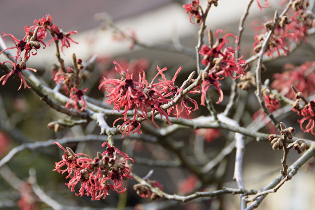 Witch Hazel