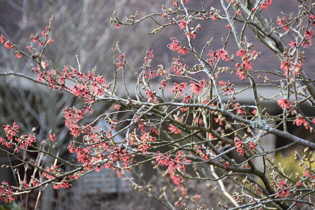 Witch Hazel