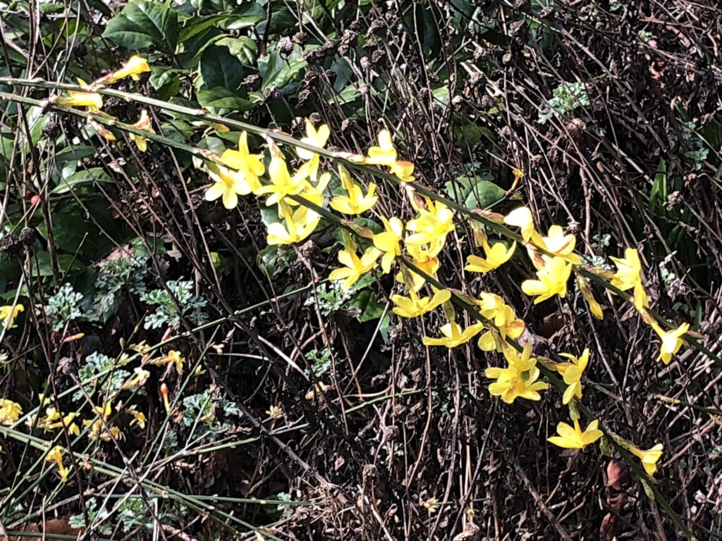 Early spring flowers