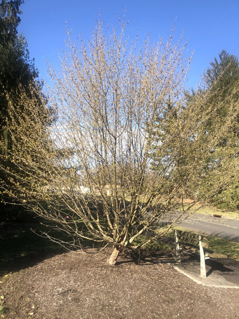 Cornelian cherry tree