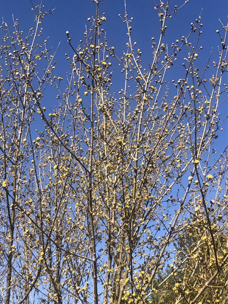 Cornelian cherry tree