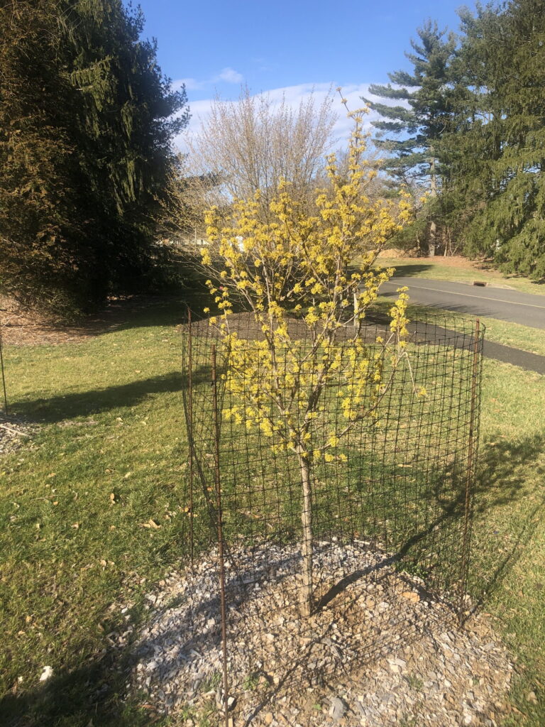 Cornelian cherry tree