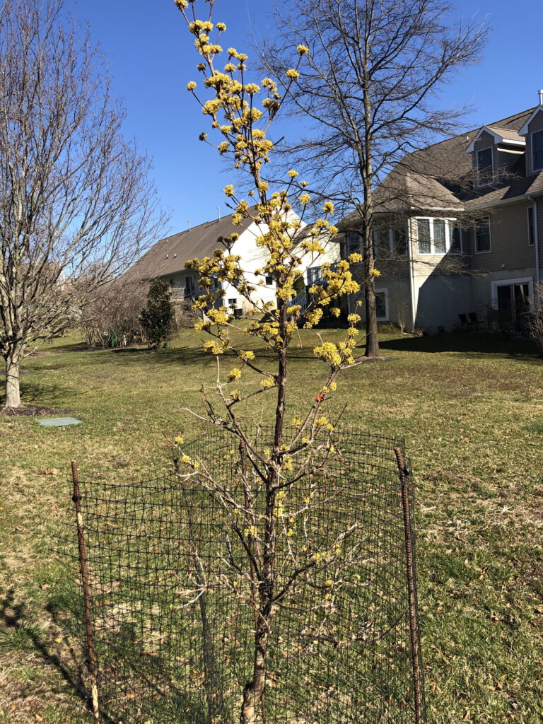 'Kintoki' Dogwood