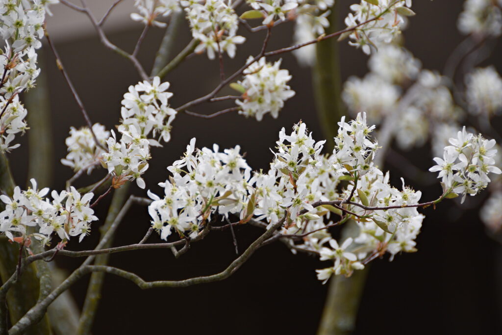 Serviceberry in bloom