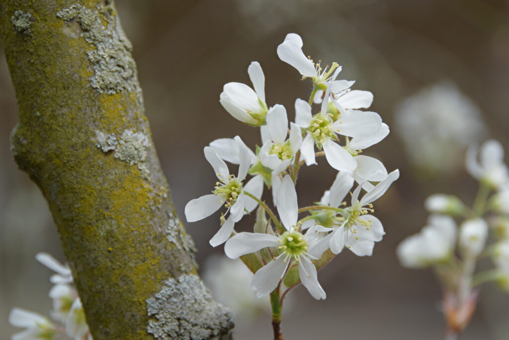 Serviceberry in bloom