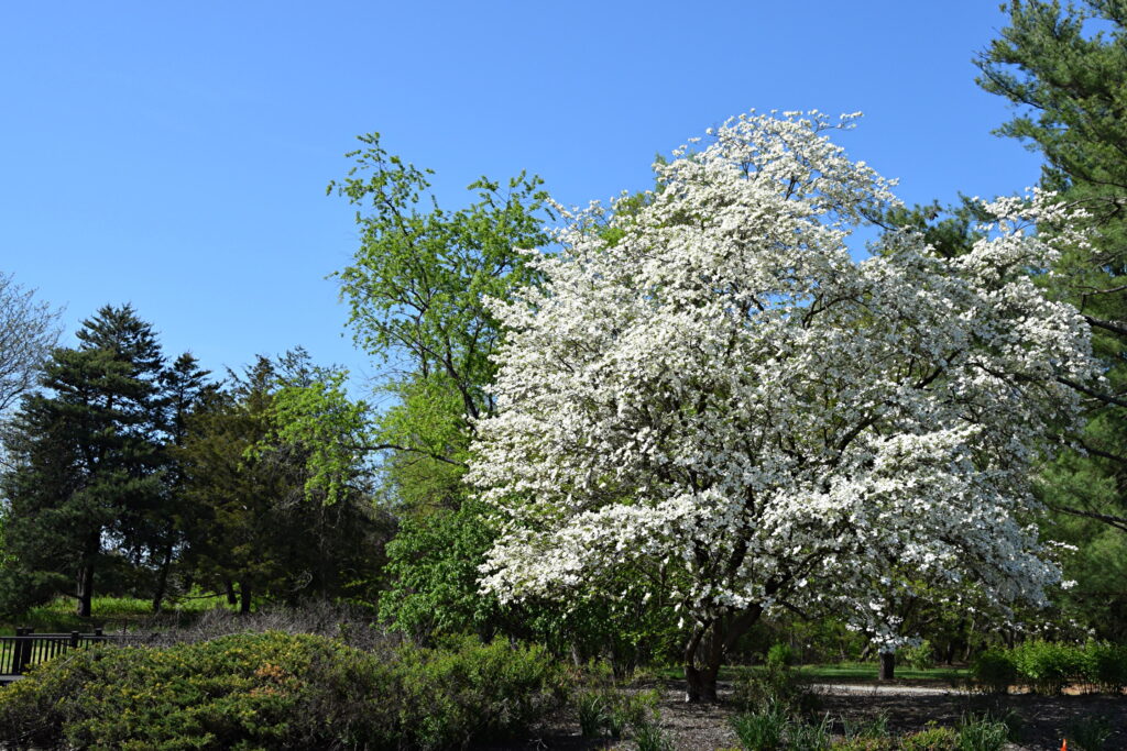 April 28, 2023 Flowering Dogwood Barton Arboretum and Nature Preserve