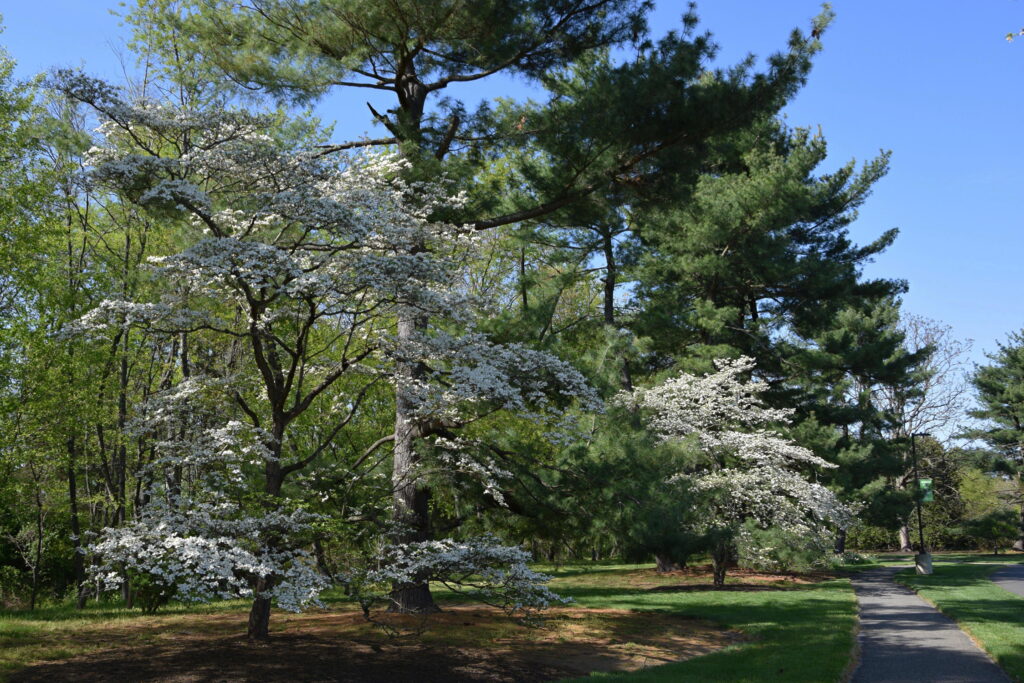 Flowering Dogwood