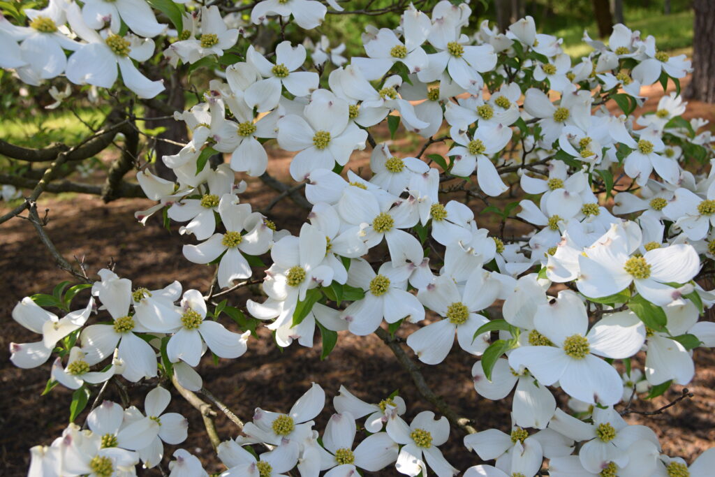 Flowering Dogwood