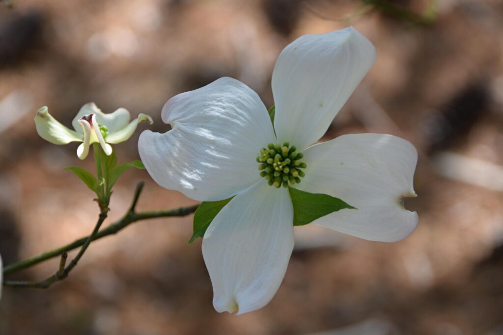 Flowering Dogwood