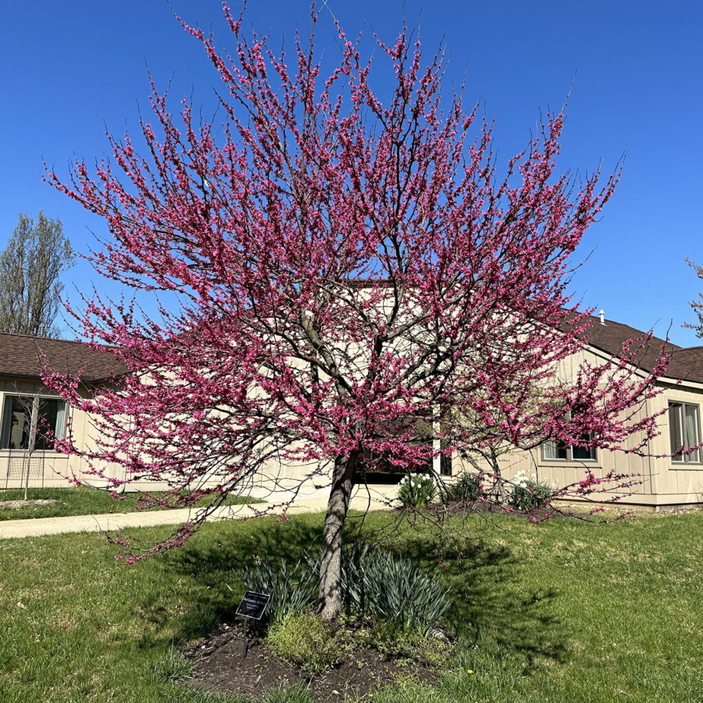 Redbud in bloom