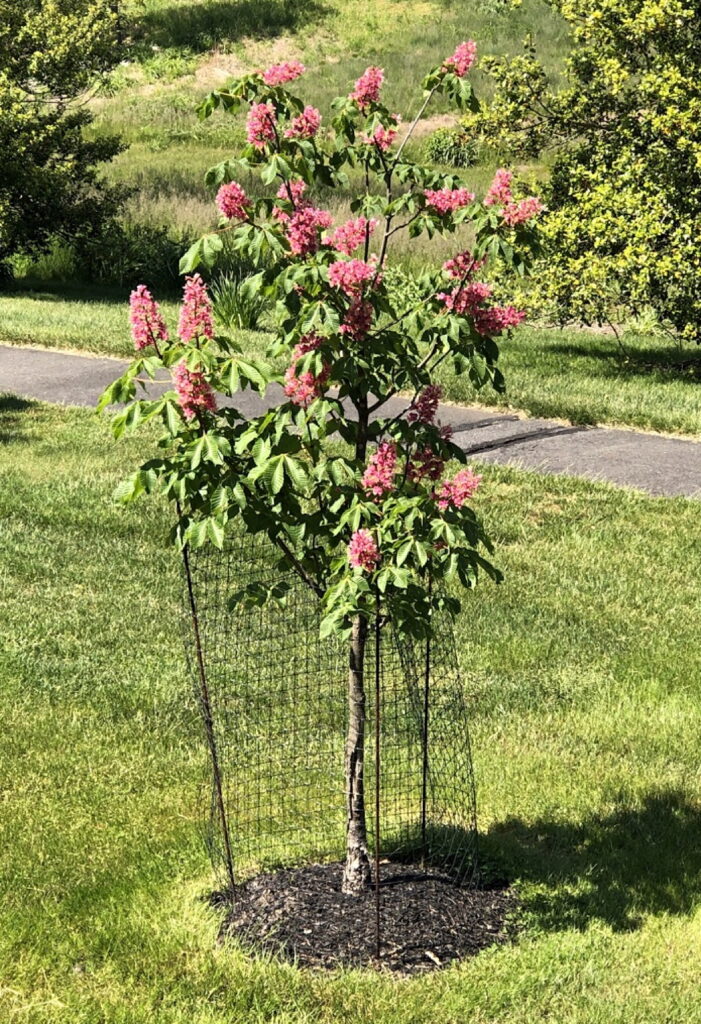 Red Horsechestnut