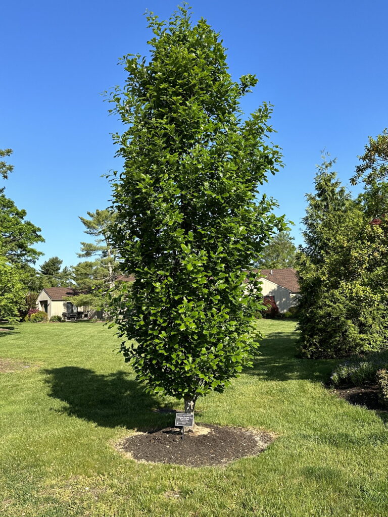 May 26, 2023 – Columnar trees – Barton Arboretum and Nature Preserve