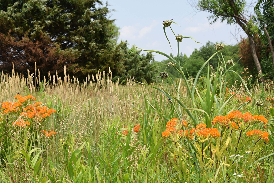 June Meadow Flowers