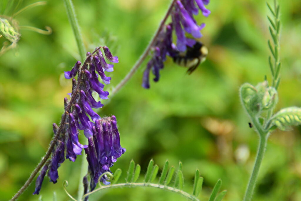 June Meadow Flowers