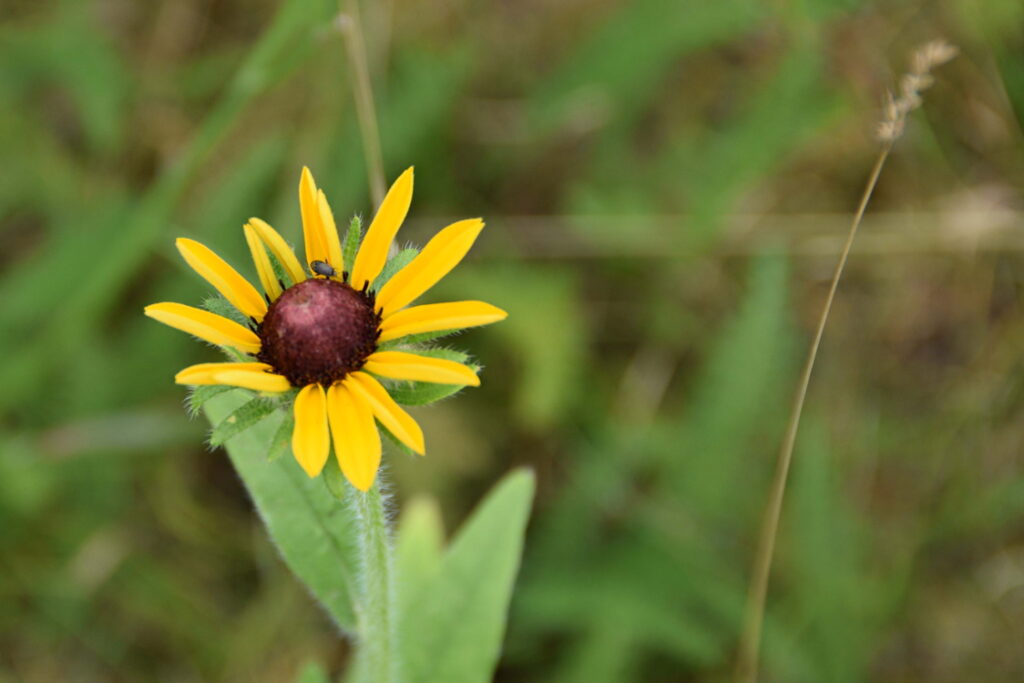 June Meadow Flowers