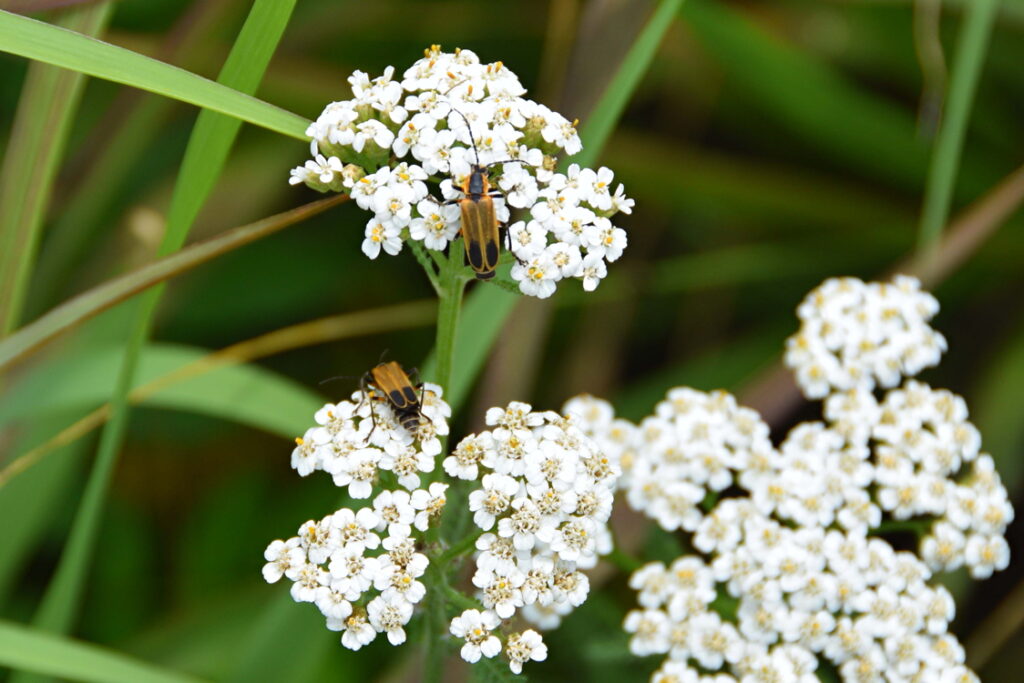 June Meadow Flowers