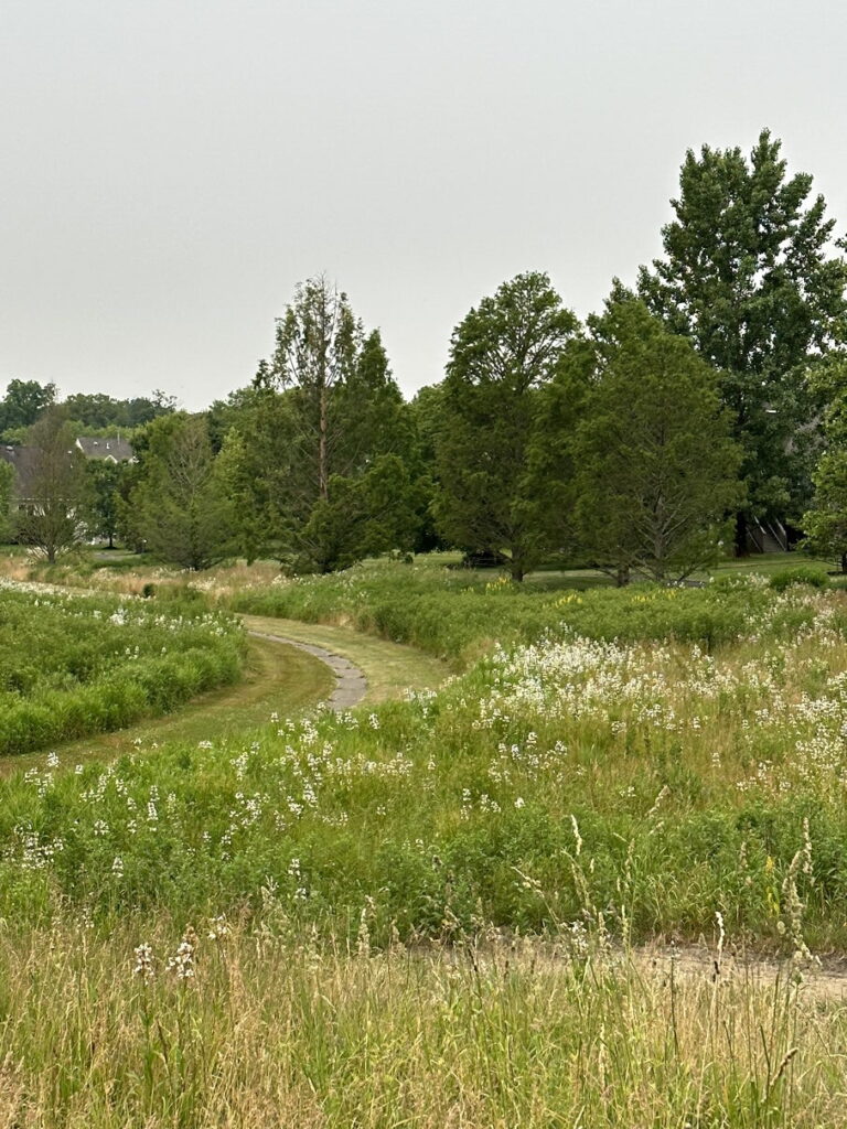 Lumberton Meadow