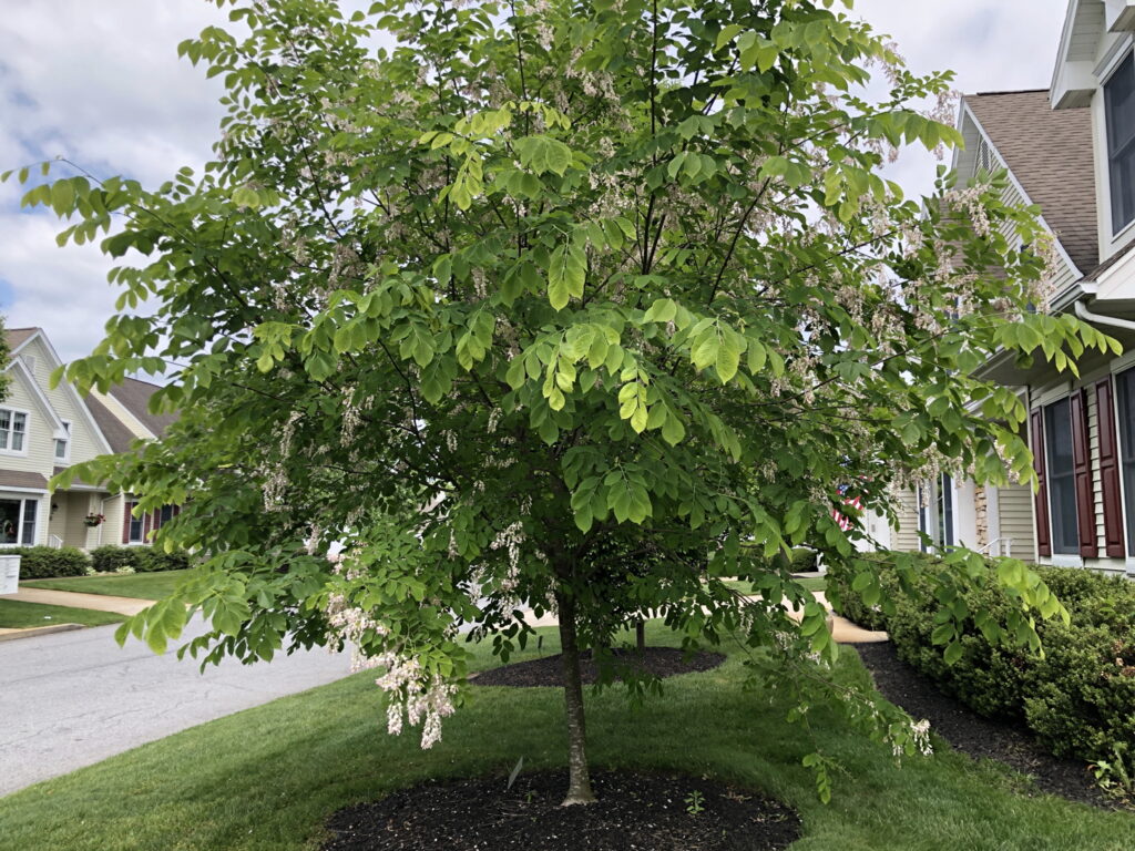 Yellowwood tree