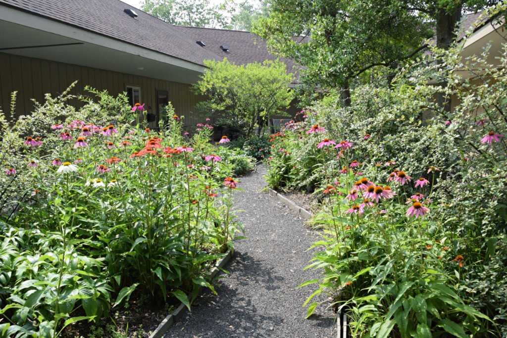 Coneflowers