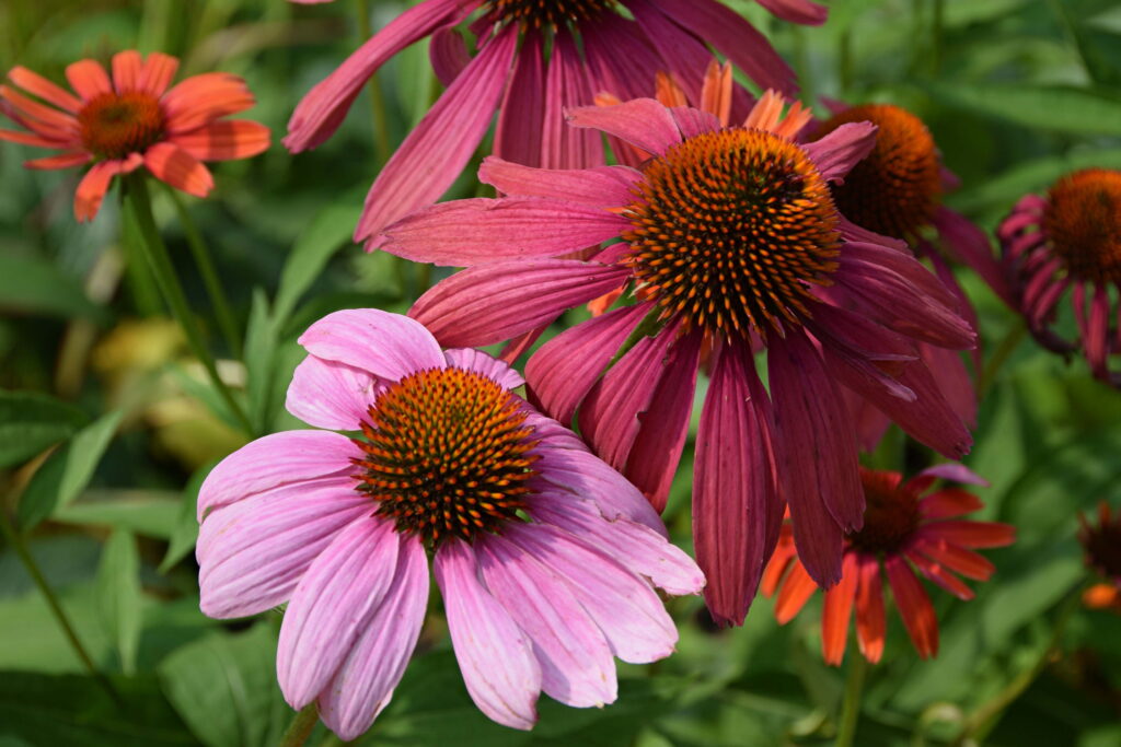 Coneflowers