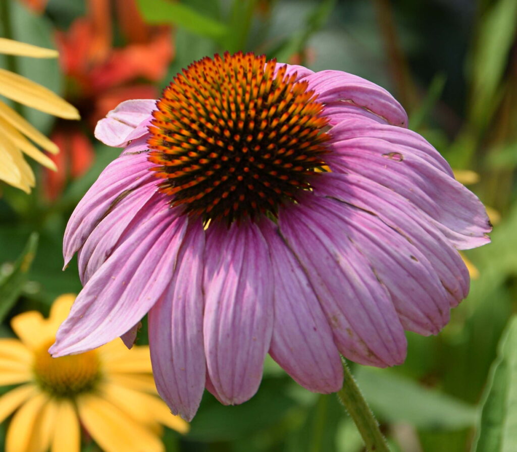 Coneflowers