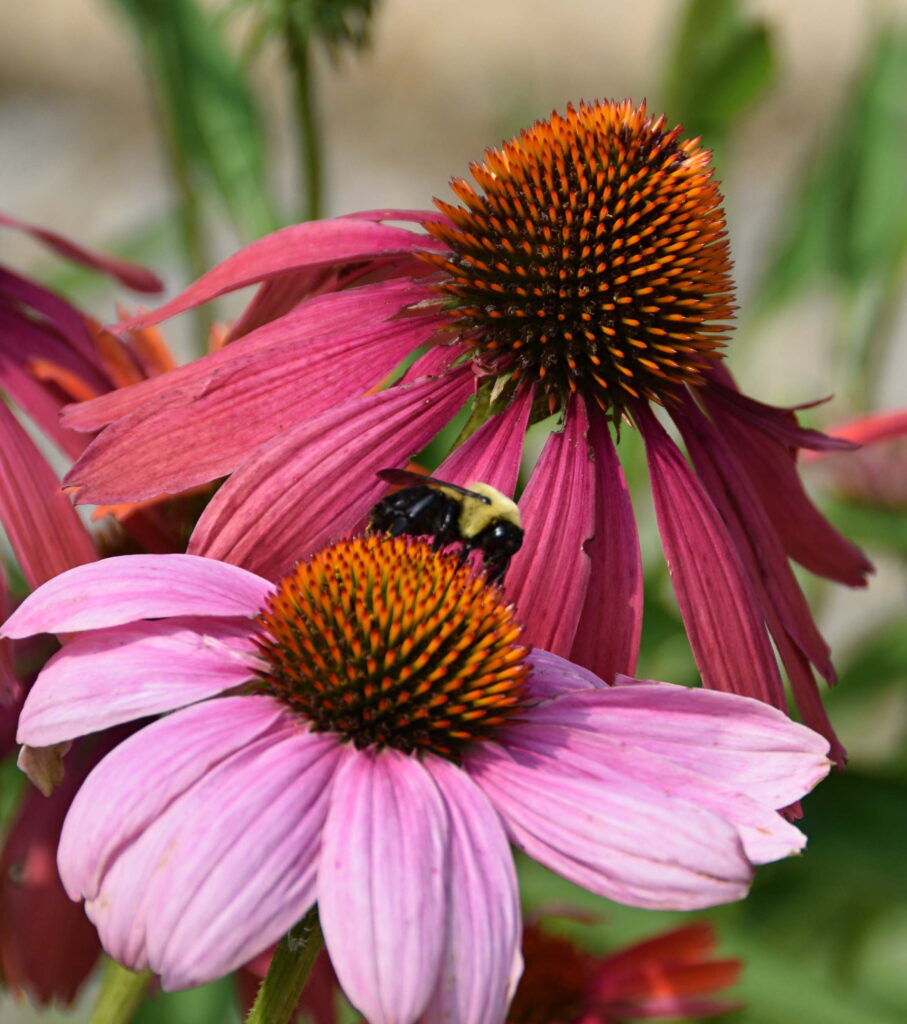 Coneflowers