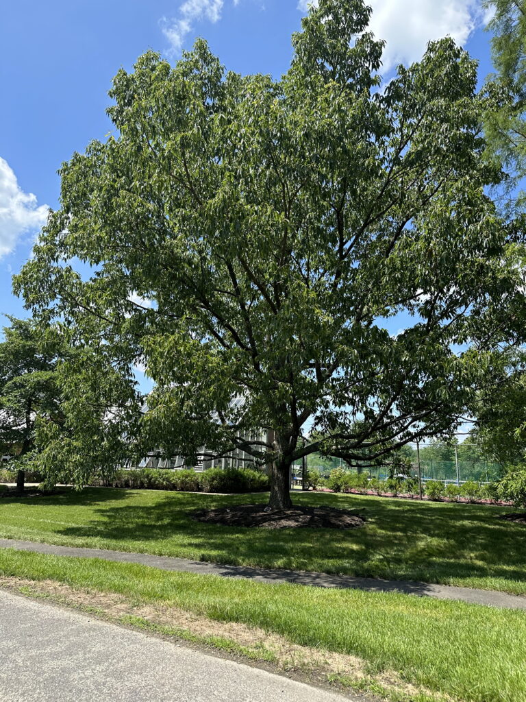 Shade Tree