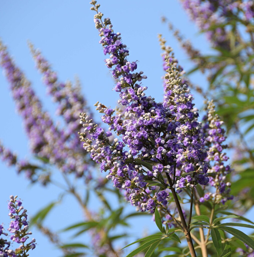 Vitex