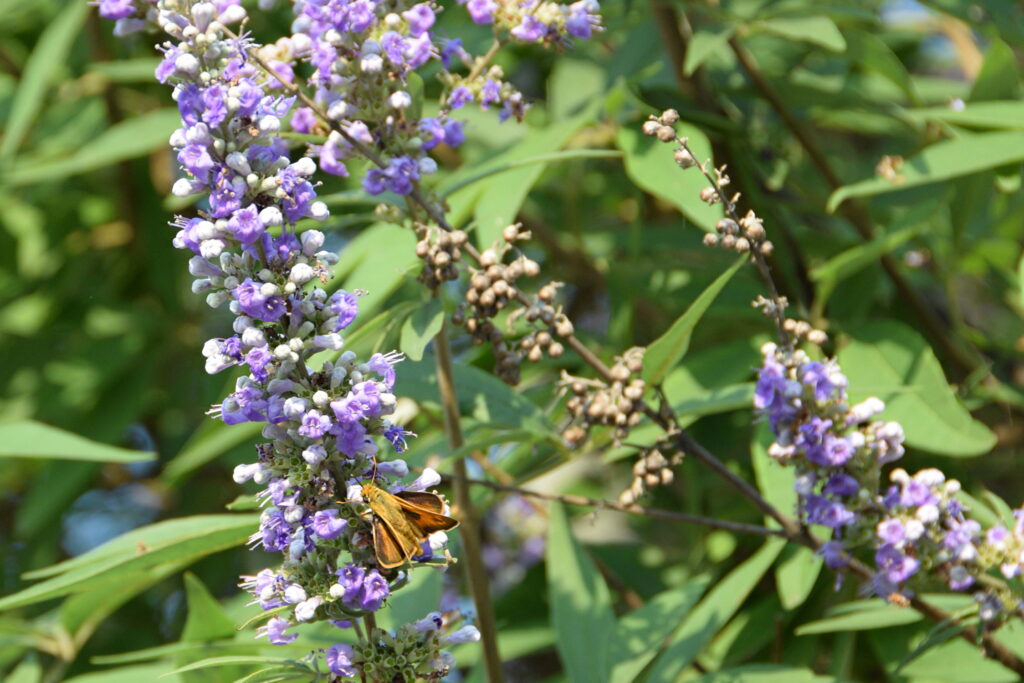 Vitex