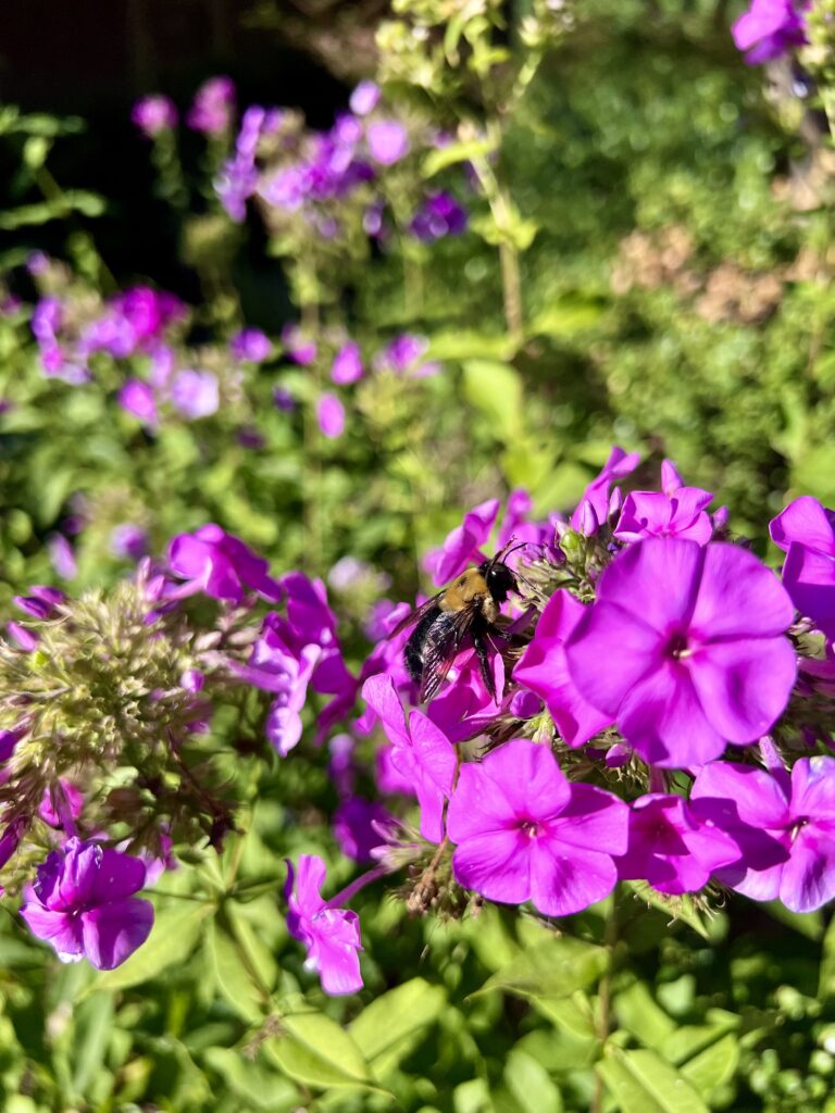 Bee on purple flower